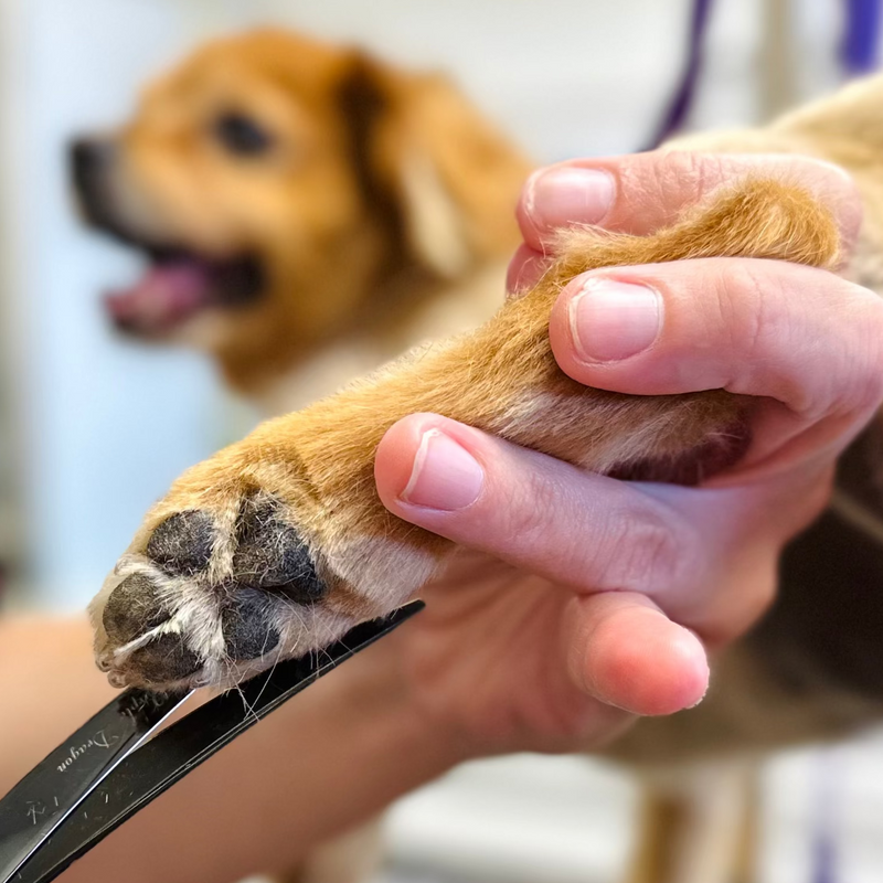 Person trimming a dog's paw with scissors, blurred background
