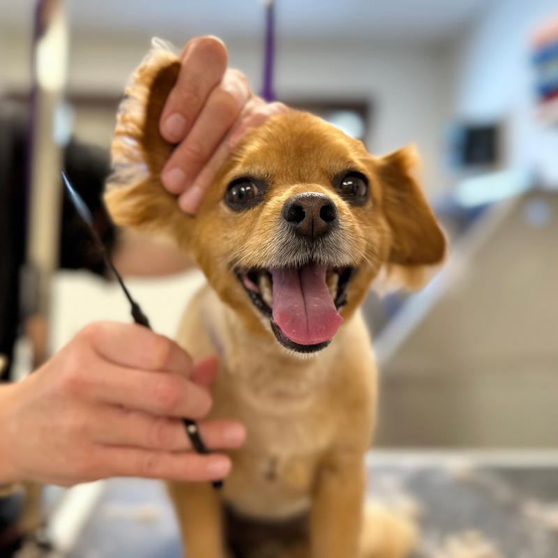 Dog being groomed with a person holding its ear in a grooming salon.