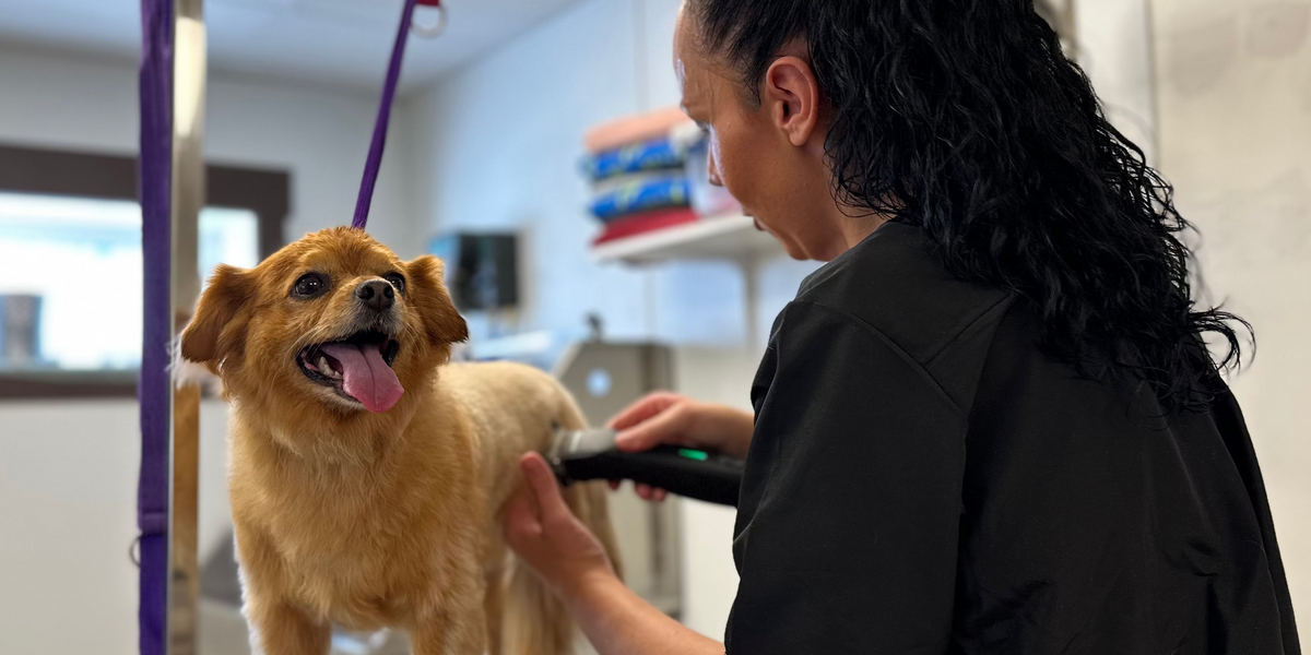 Dog being groomed by a professional in a grooming salon.