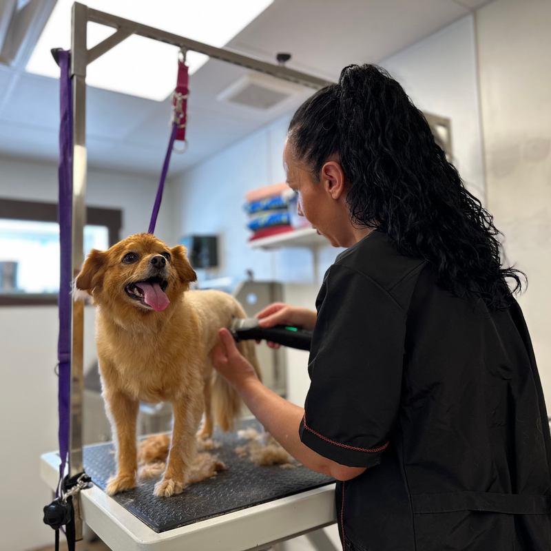 Dog being groomed by a professional in a grooming salon.