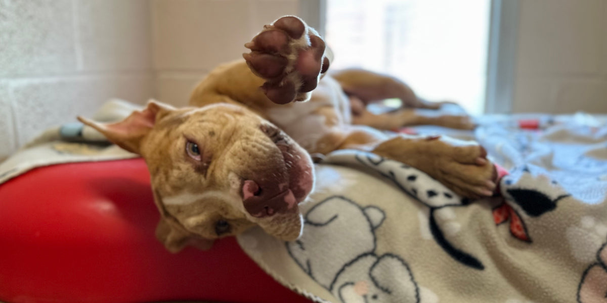 Dog lying on a red cushion with a plush toy 