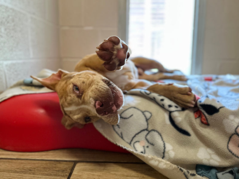 Dog lying on a red cushion with a plush toy 