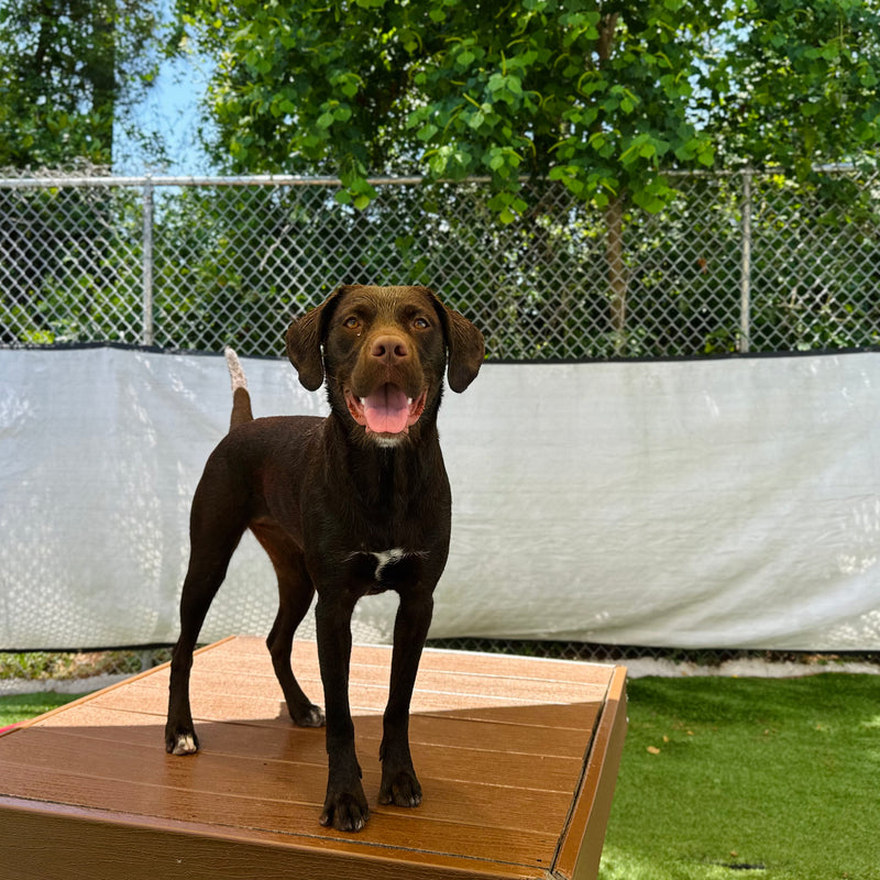 Dog standing on a wooden platform with a green grassy area and trees in the background