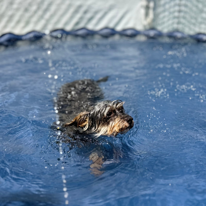 Dog swimming in a pool 