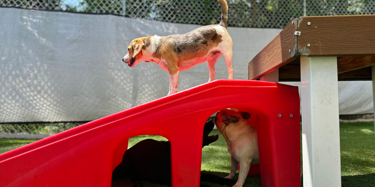 Two dogs playing with a red plastic slide on a grassy area.