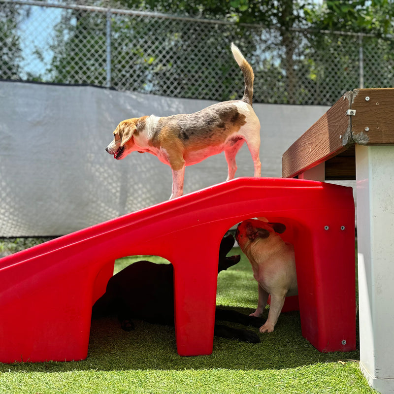 Two dogs playing with a red plastic slide on a grassy area.