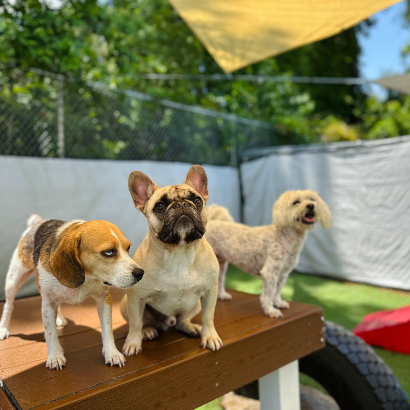 Three dogs on a wooden platform with a green outdoor background