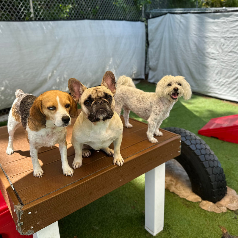 Three dogs on a wooden platform in an outdoor setting with a red play structure and tire in the background.