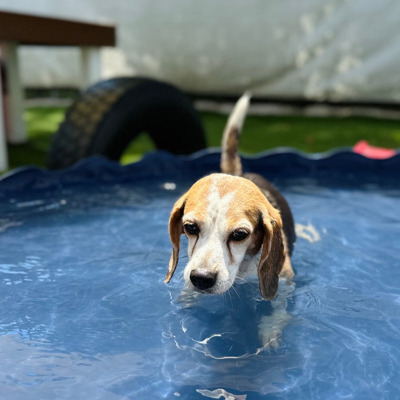 Puppy standing in a small pool with grass and a tire in the background