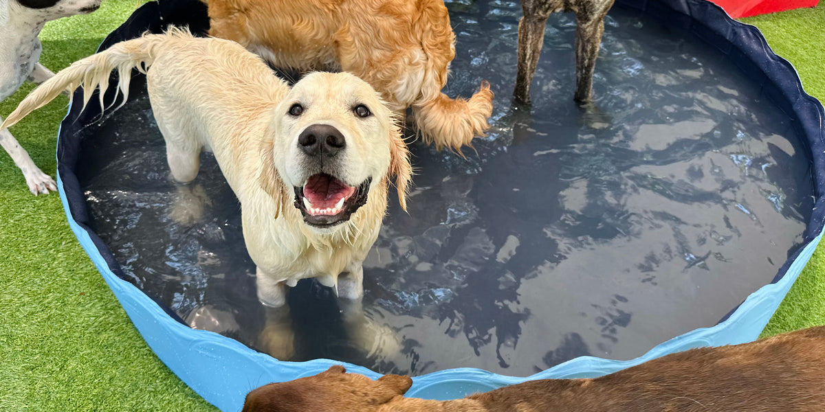Group of dogs playing in a small pool on grass