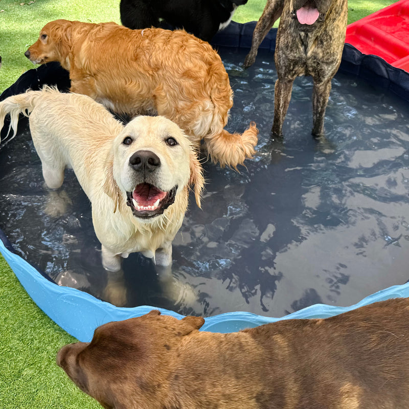 Group of dogs playing in a small pool on grass