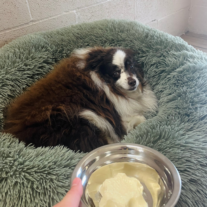 Dog lying on a green fluffy bed with a metal bowl containing food.
