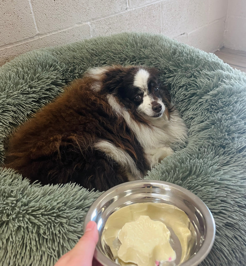 Small dog lying on a fluffy green bed with a metal bowl of food held in front.