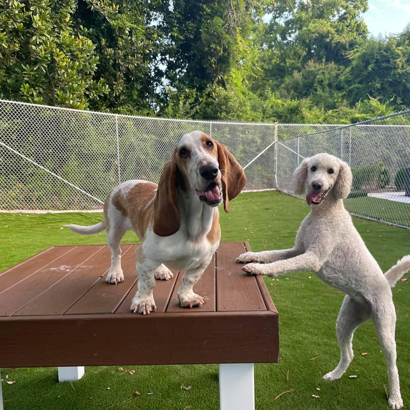 Two dogs, a Basset Hound and a Poodle, standing on a wooden platform in an outdoor area with green grass and trees.