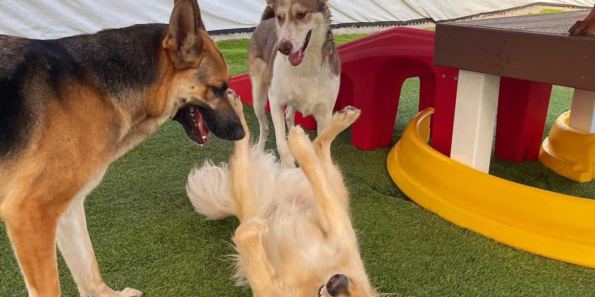 Three dogs playing on a grassy area with playground equipment in the background