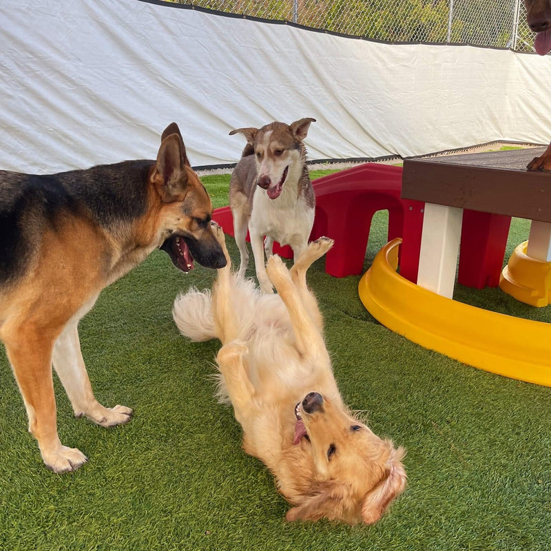 Three dogs playing on a grassy area with playground equipment in the background