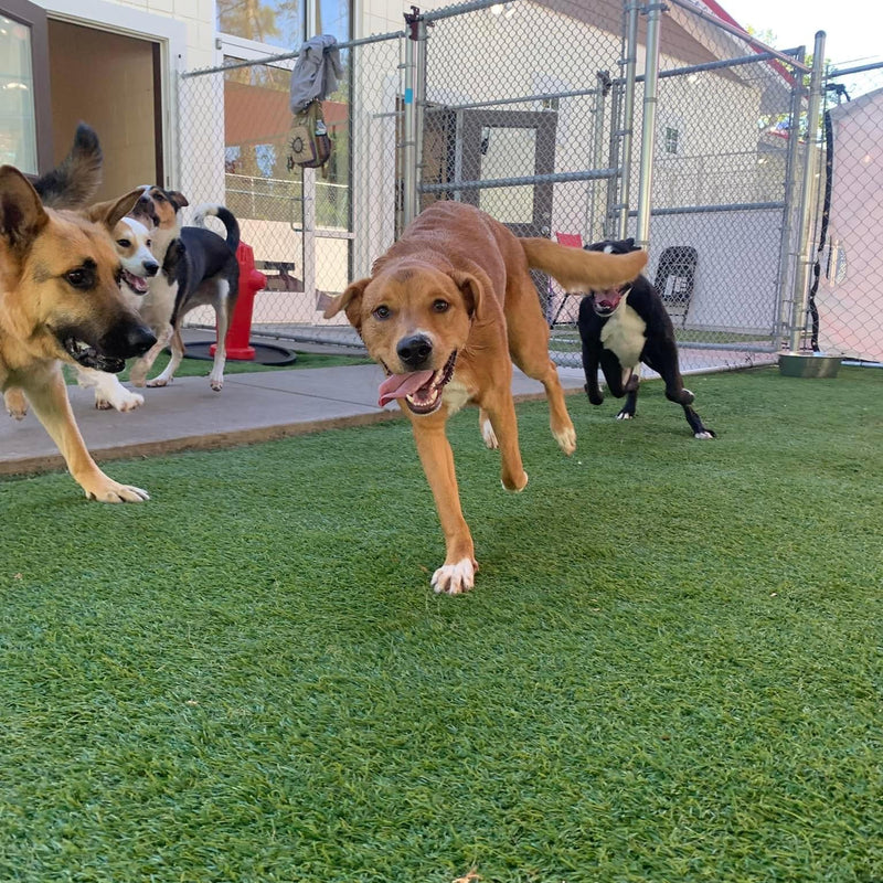 Dogs playing in an outdoor area with grass