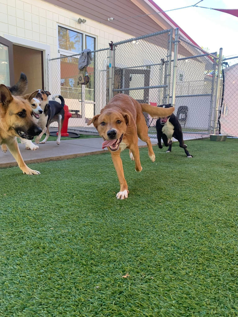Dogs playing in an outdoor area with grass