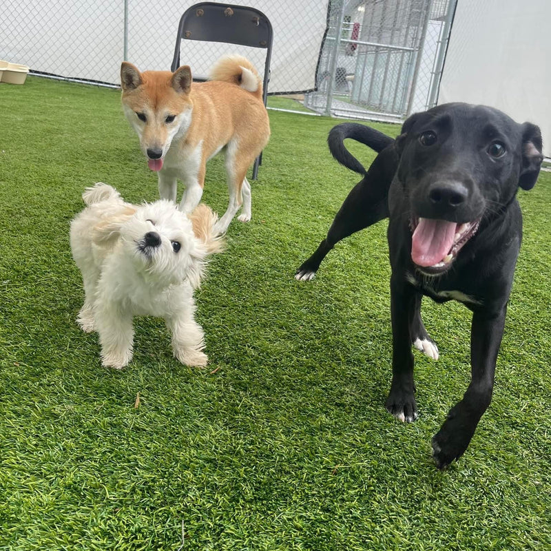 Three dogs on a grassy area with a fence and red object in the background
