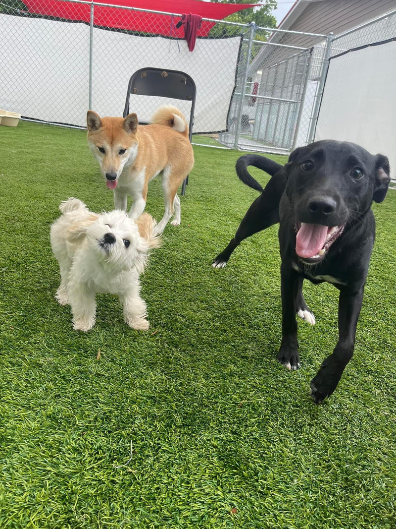 Three dogs on a grassy area with a fence and red object in the background