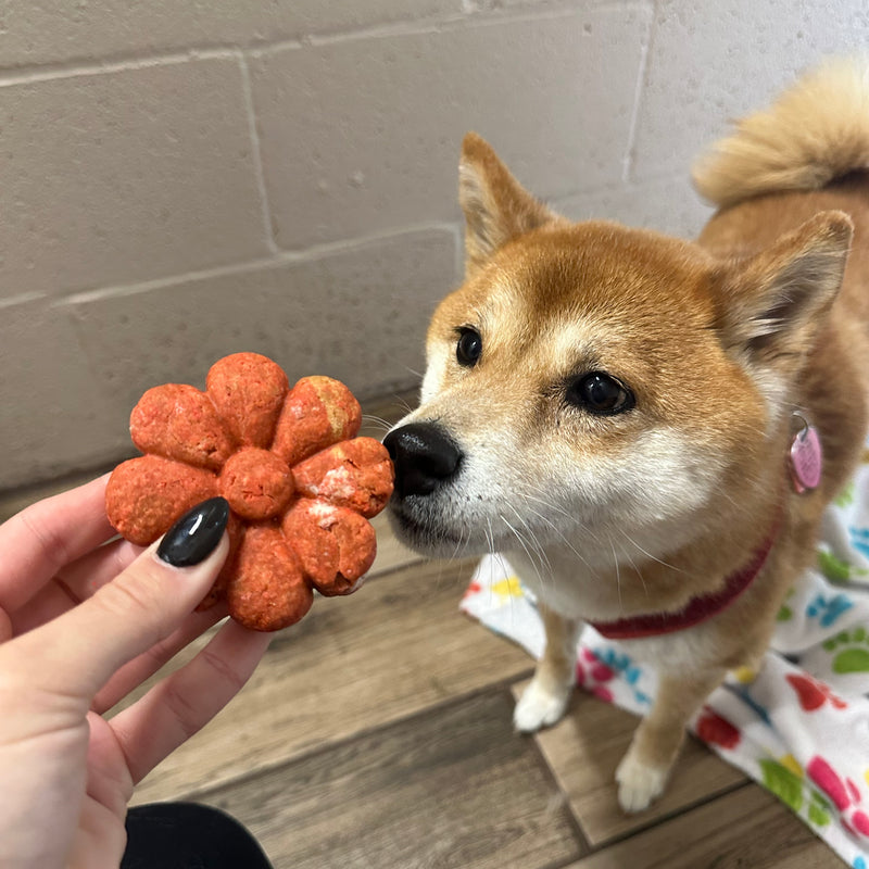 Dog sniffing a flower-shaped dog toy held by a person indoors.