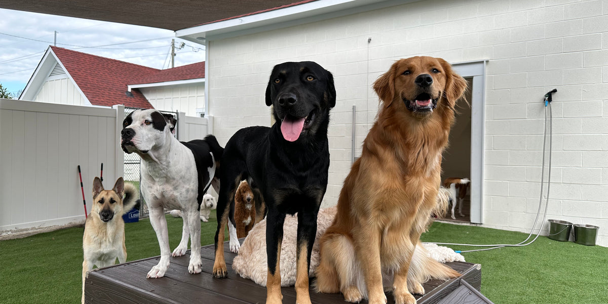 Group of dogs on a wooden platform in an outdoor setting