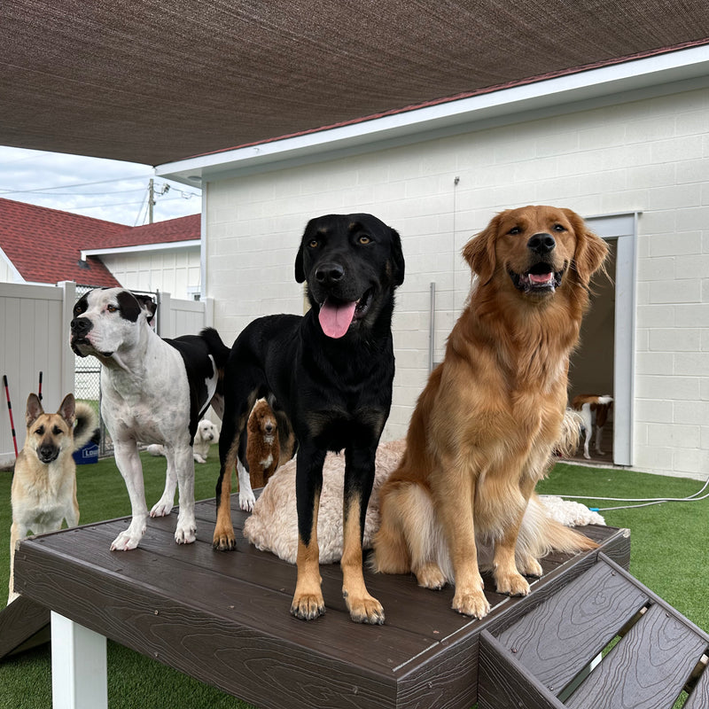 Group of dogs on a wooden platform in an outdoor setting