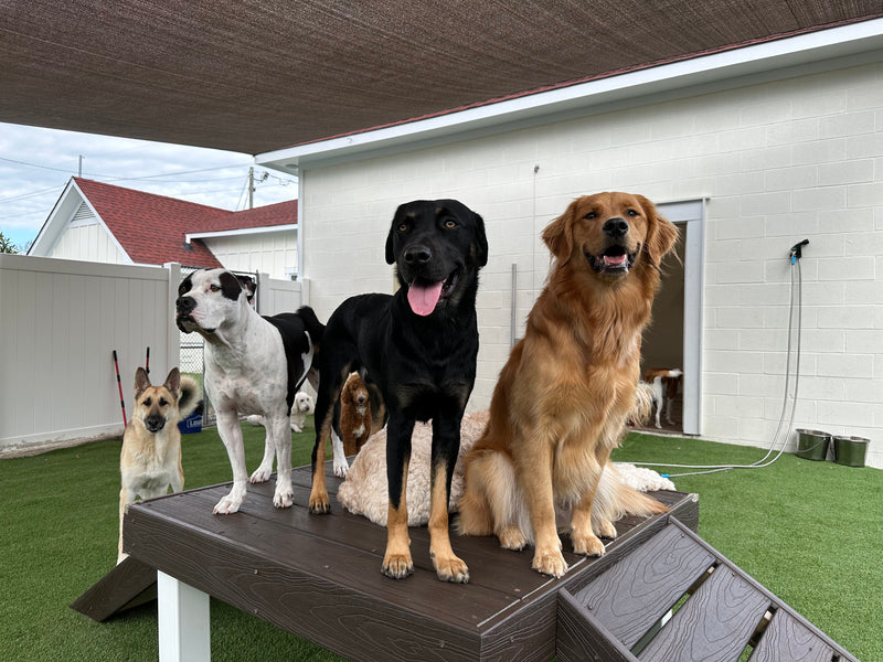 Group of dogs on a wooden platform in an outdoor setting