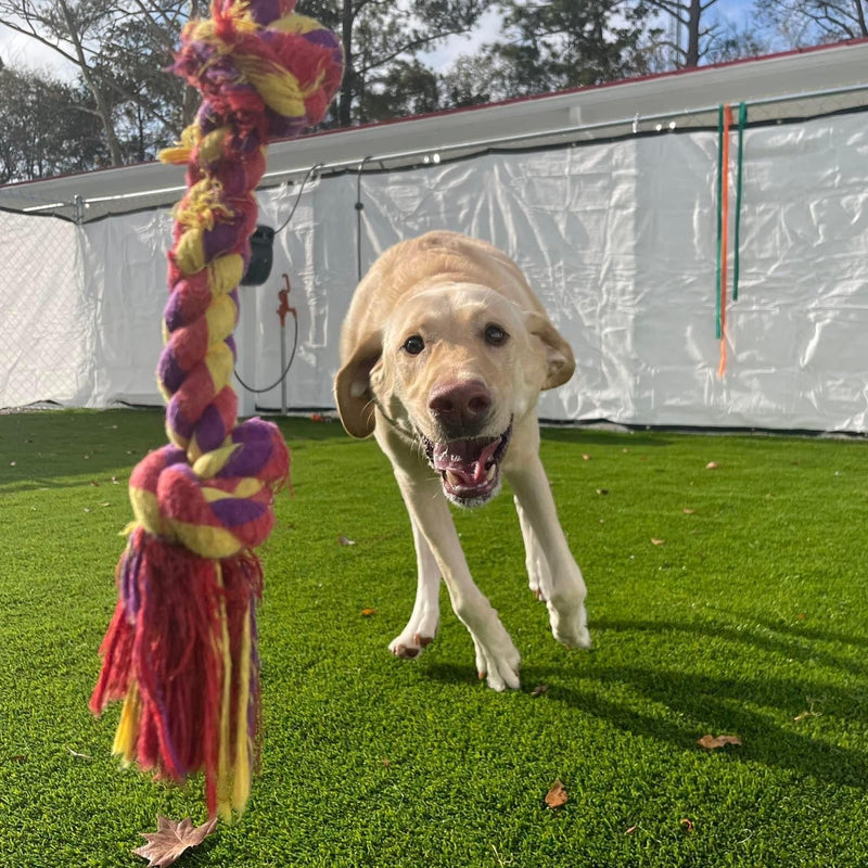 Dog playing with a colorful rope toy on grass