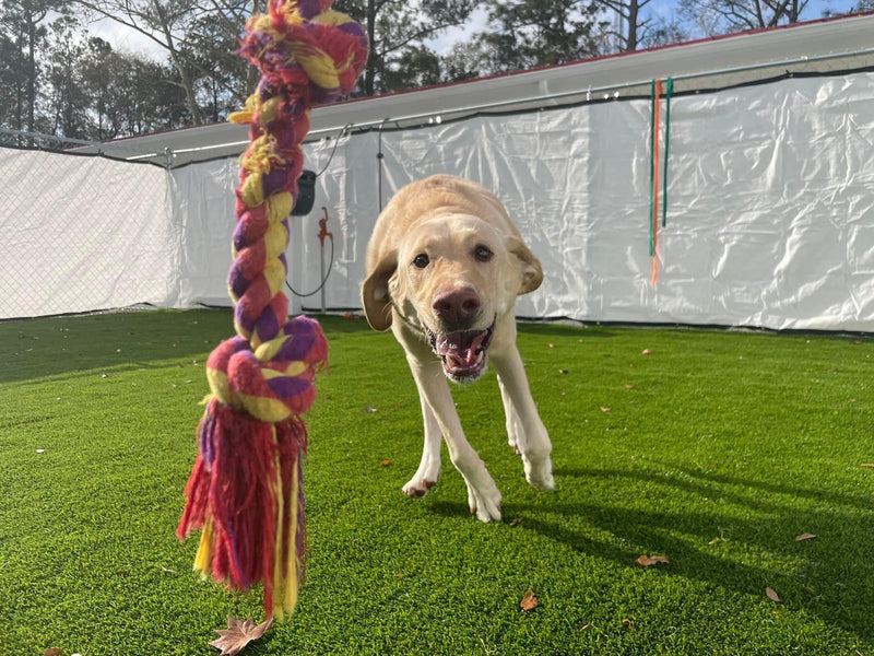 Dog playing with a colorful rope toy on grass
