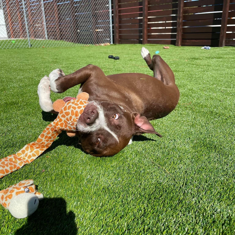 Dog playing with a toy on a grassy area with a fence in the background