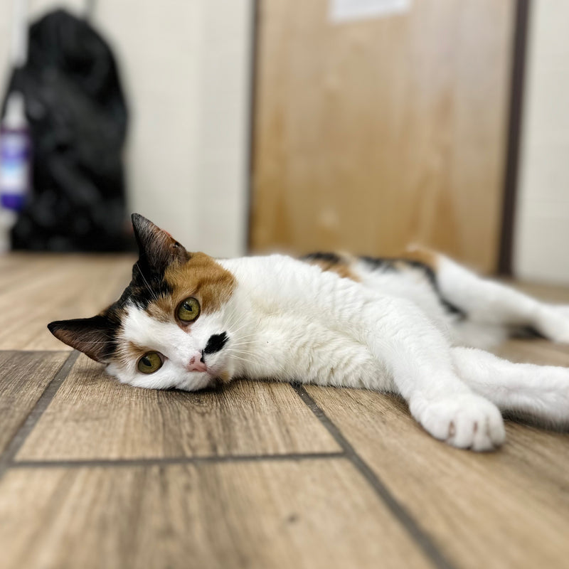 cat lying down on floor