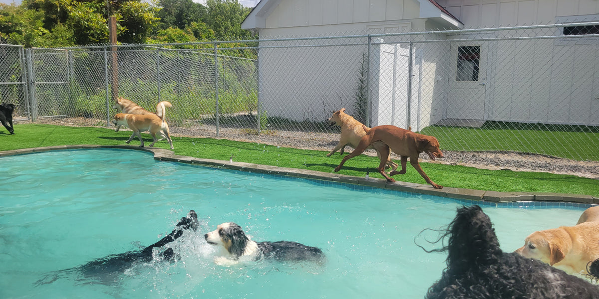 Dogs playing around a pool with a building and trees in the background