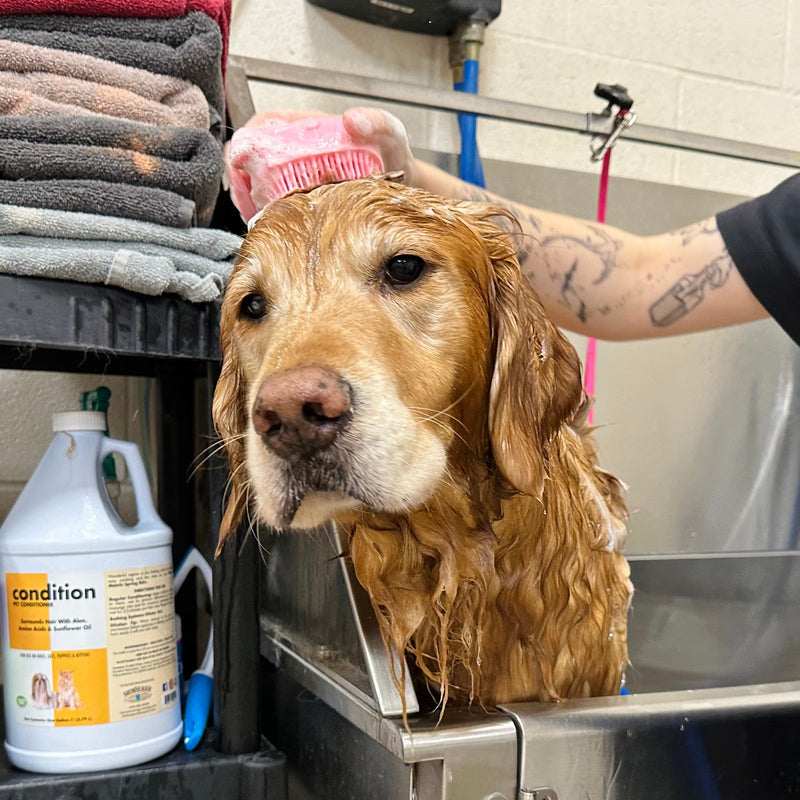 Dog being washed by a person in a grooming salon with various products and towels visible.