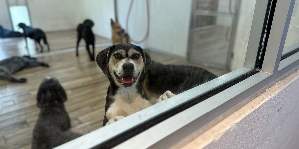 Dog looking through a glass door into an indoor area with other dogs.