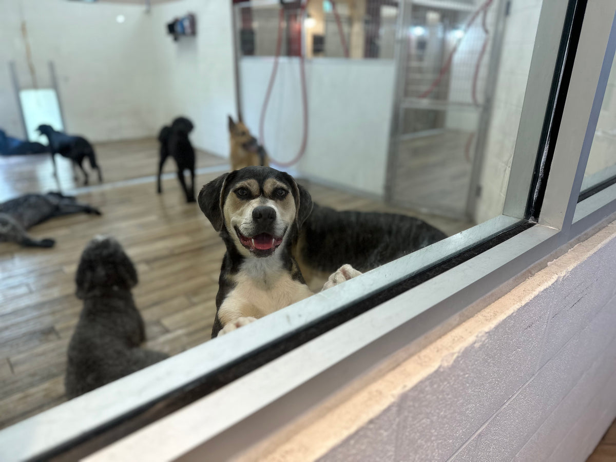 Dog looking through a glass door into an indoor area with other dogs.