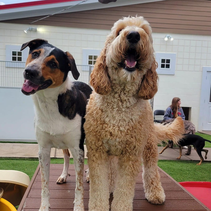 Two dogs standing on a wooden deck with a building in the background