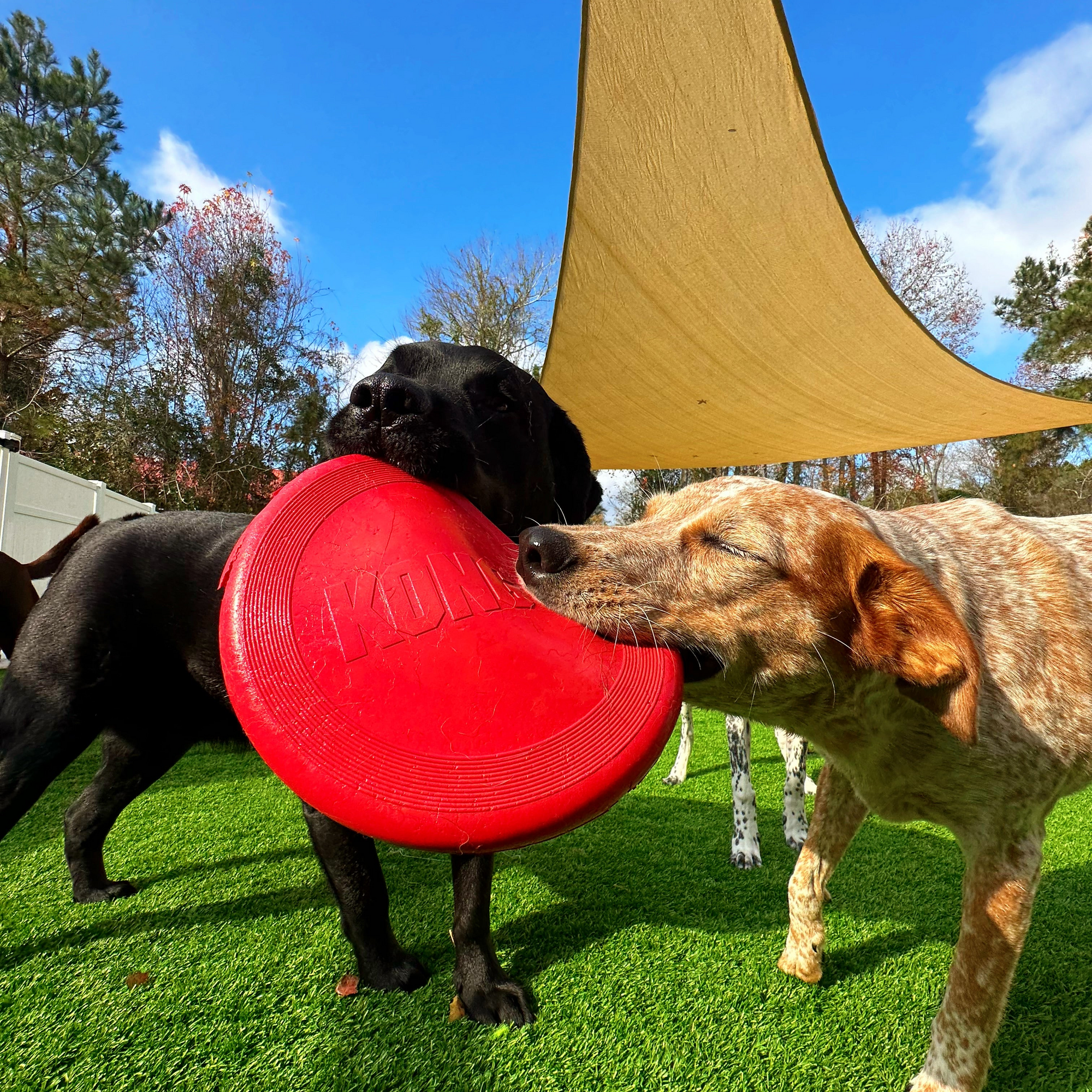 Two dogs playing with a red frisbee on grass under a canopy.