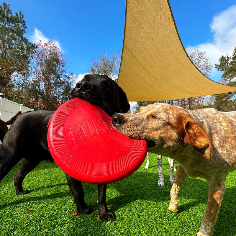 Two dogs playing with a red frisbee on grass under a canopy.
