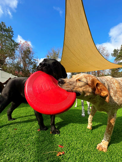 Two dogs playing with a red frisbee on a grassy area under a canopy.