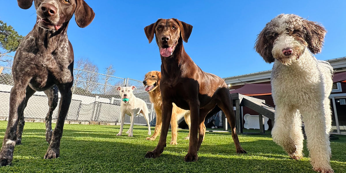 Four dogs standing on a grassy area with a clear blue sky.