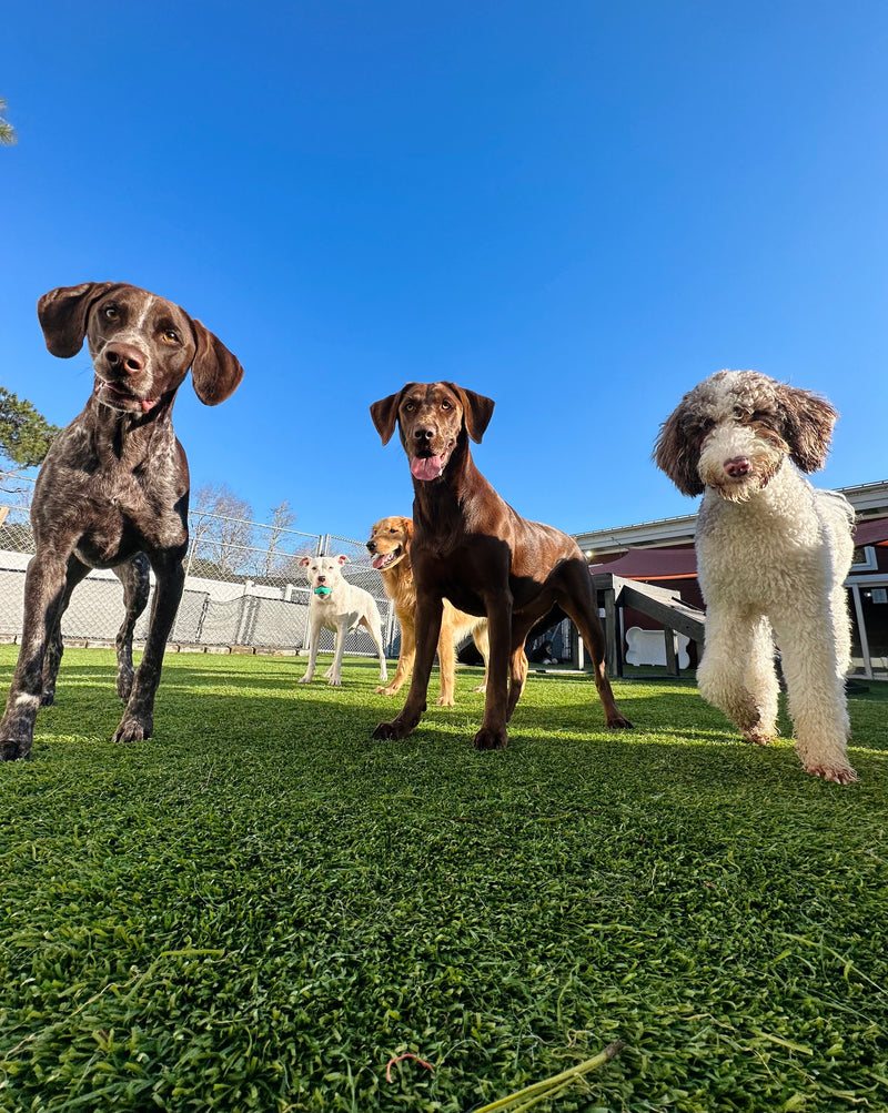 Four dogs standing on a grassy area with a clear blue sky.