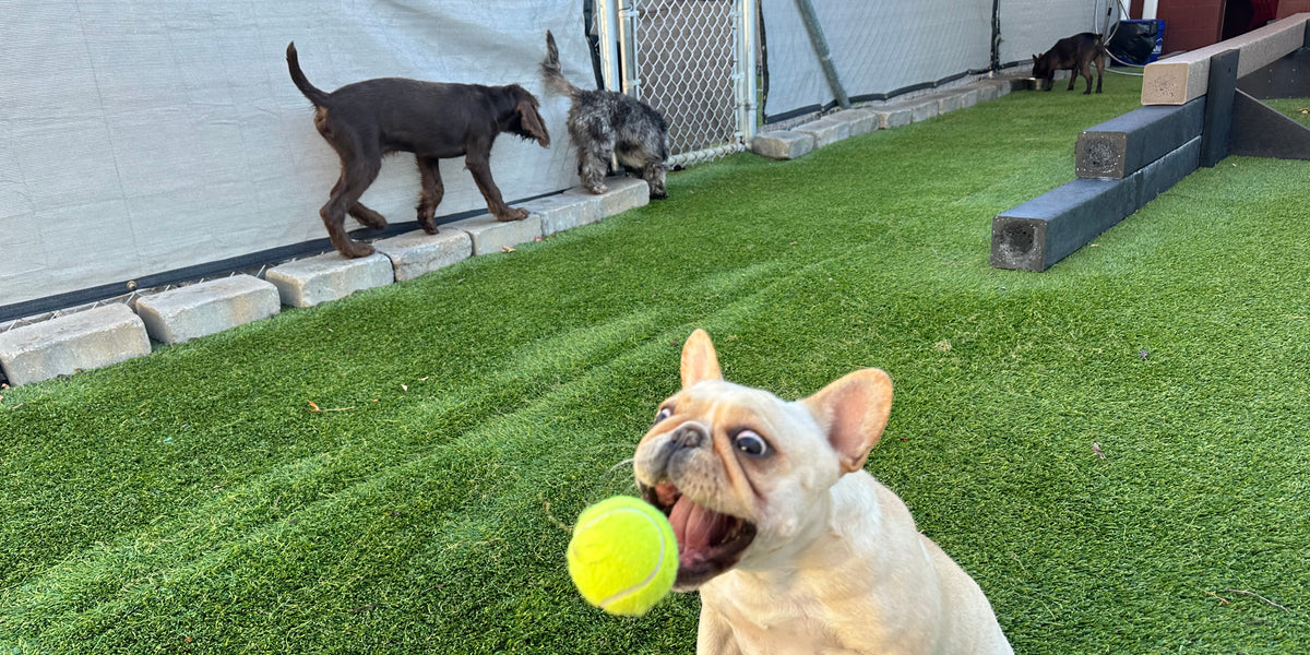 Dog playing with a tennis ball in an outdoor area with other dogs in the background.