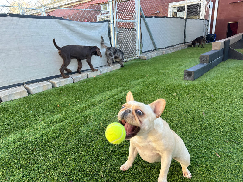 Dog playing with a tennis ball in an outdoor area with other dogs in the background.