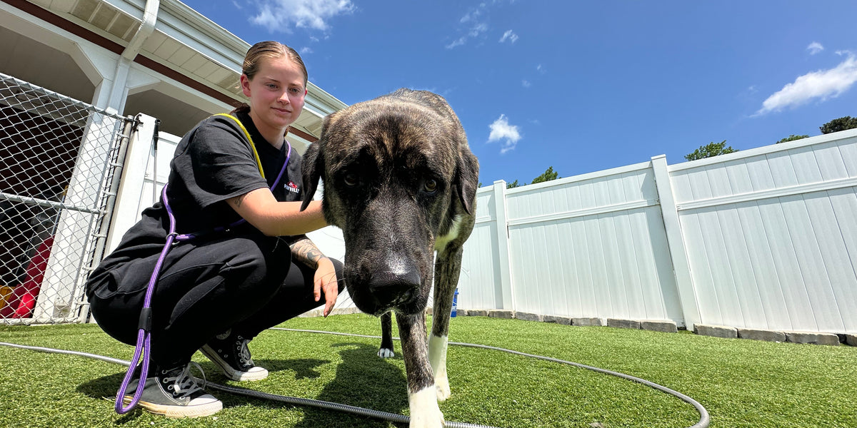 Person kneeling next to a large dog on grass with a blue sky background