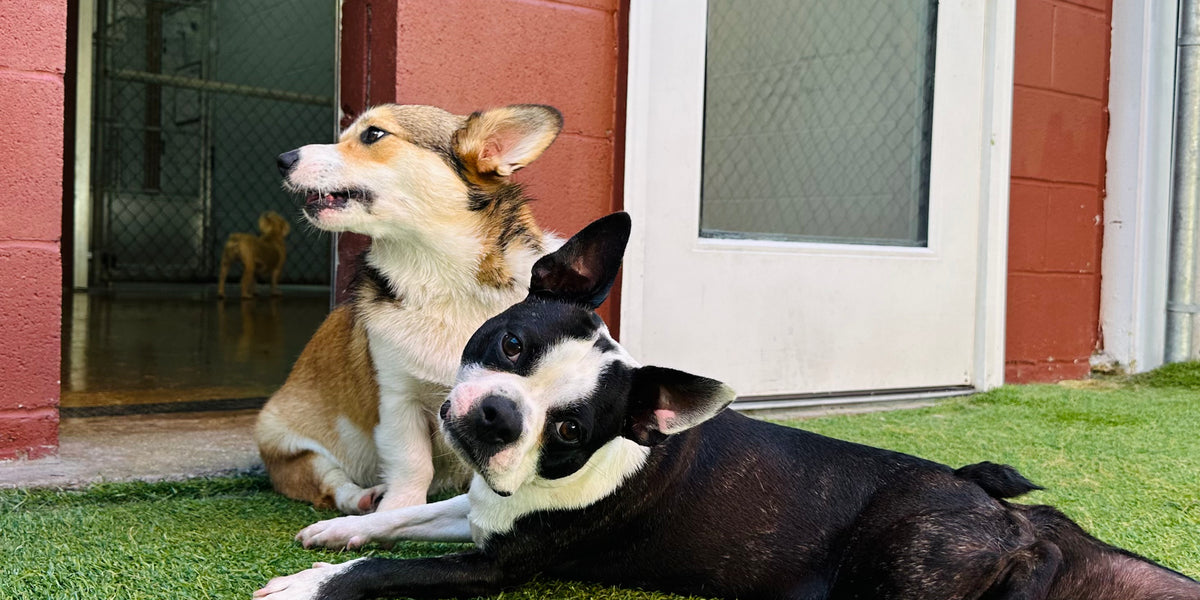 Two dogs, one brown and one black, lying on grass