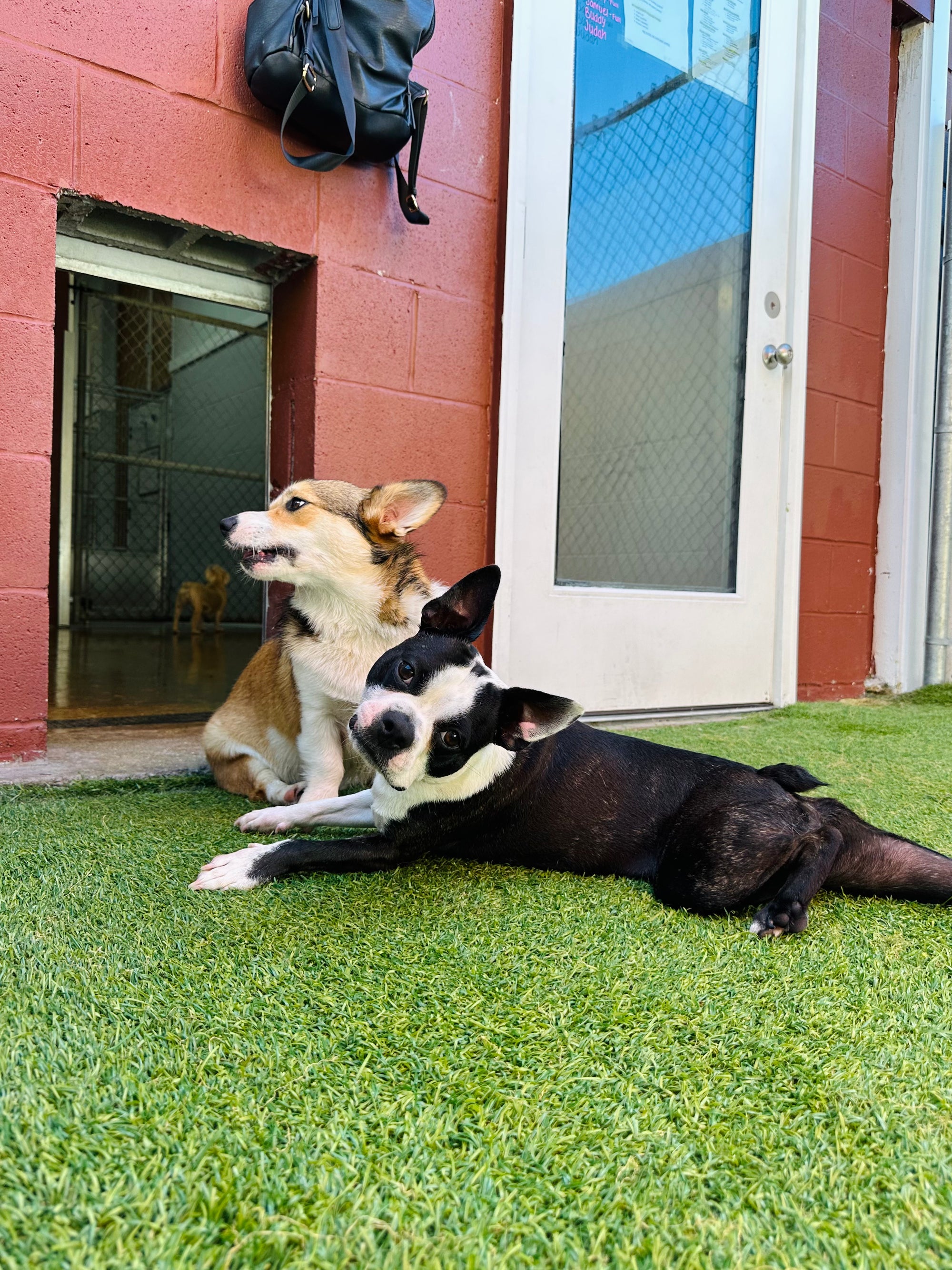 Two dogs, one brown and one black, lying on grass