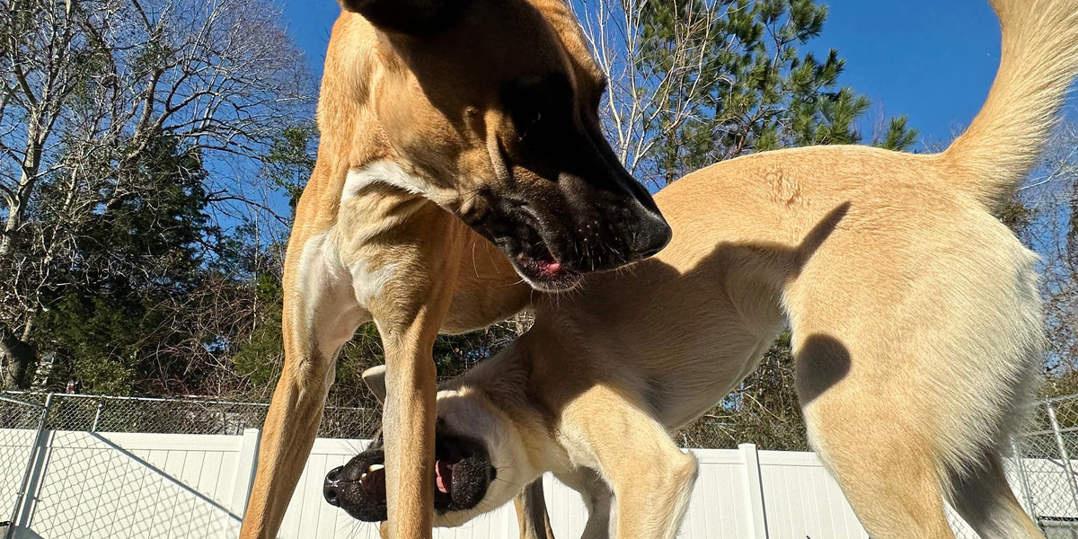 Two dogs playing on a wooden deck with a clear blue sky in the background