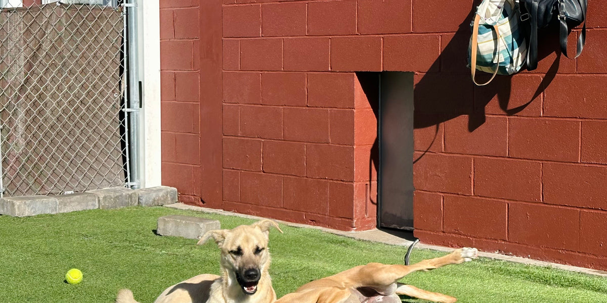 Two dogs lying on a grassy area in front of a red brick building.