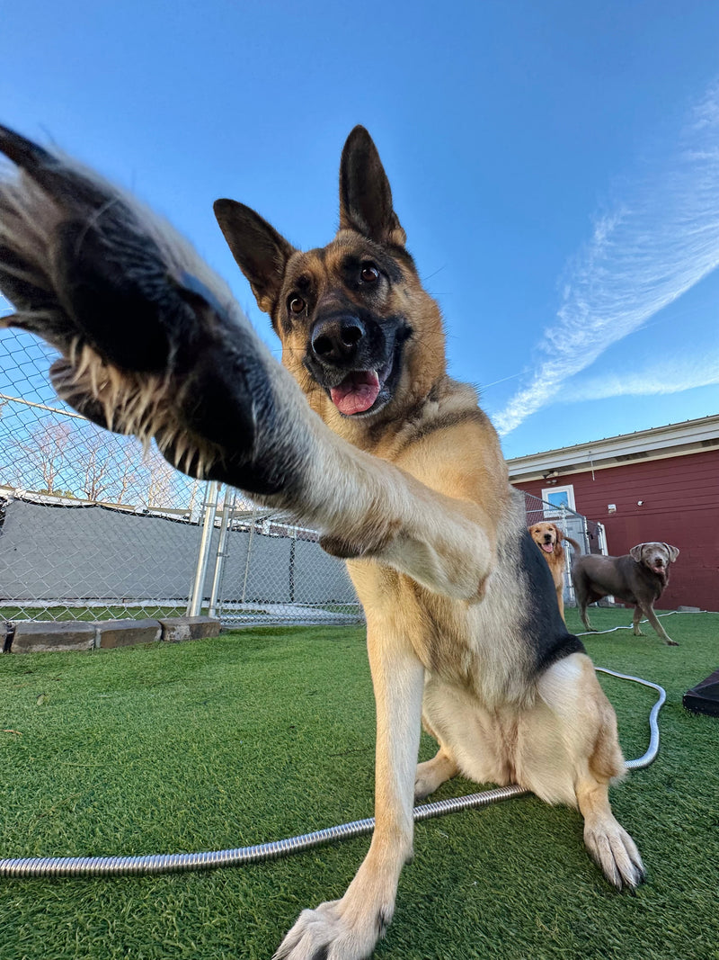 German Shepherd dog playfully interacting with a hose on grass with a clear blue sky.